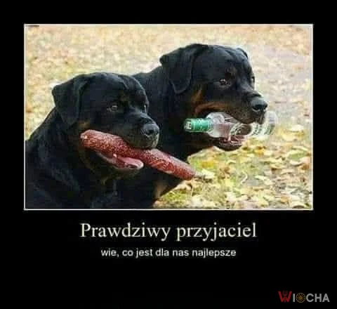 Prawdziwy przyjaciel