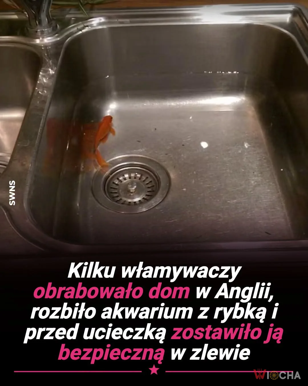 Całe szczęście, że rybka jest cała