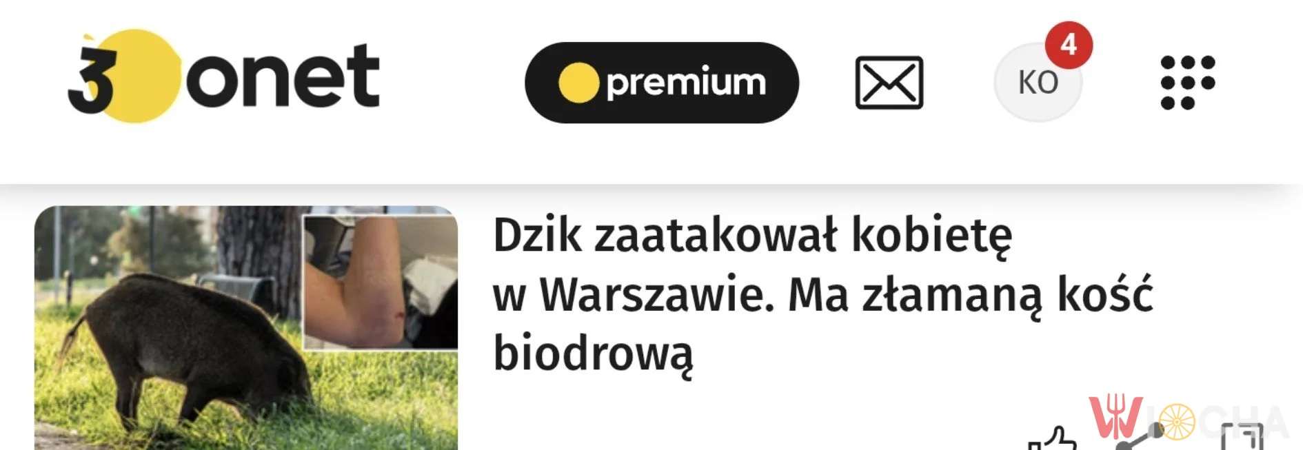 Biedny dzik