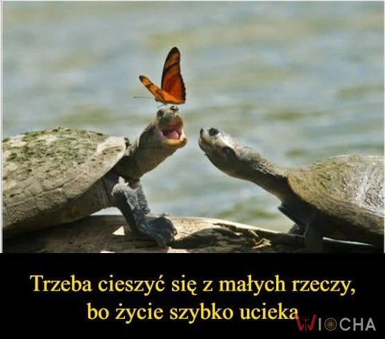 Małe radości w wielkim świecie