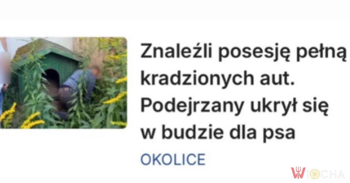 Schował się w budzie dla psa
