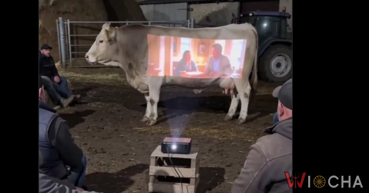 Krowa w roli głównej