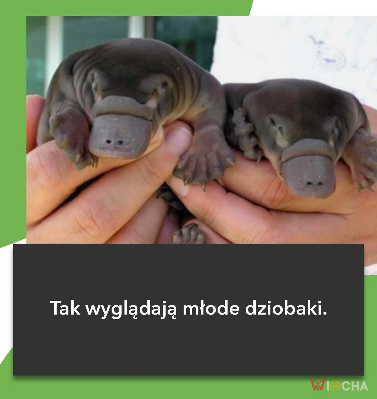 Zatrzymaj się i popatrz na te słodziaki
