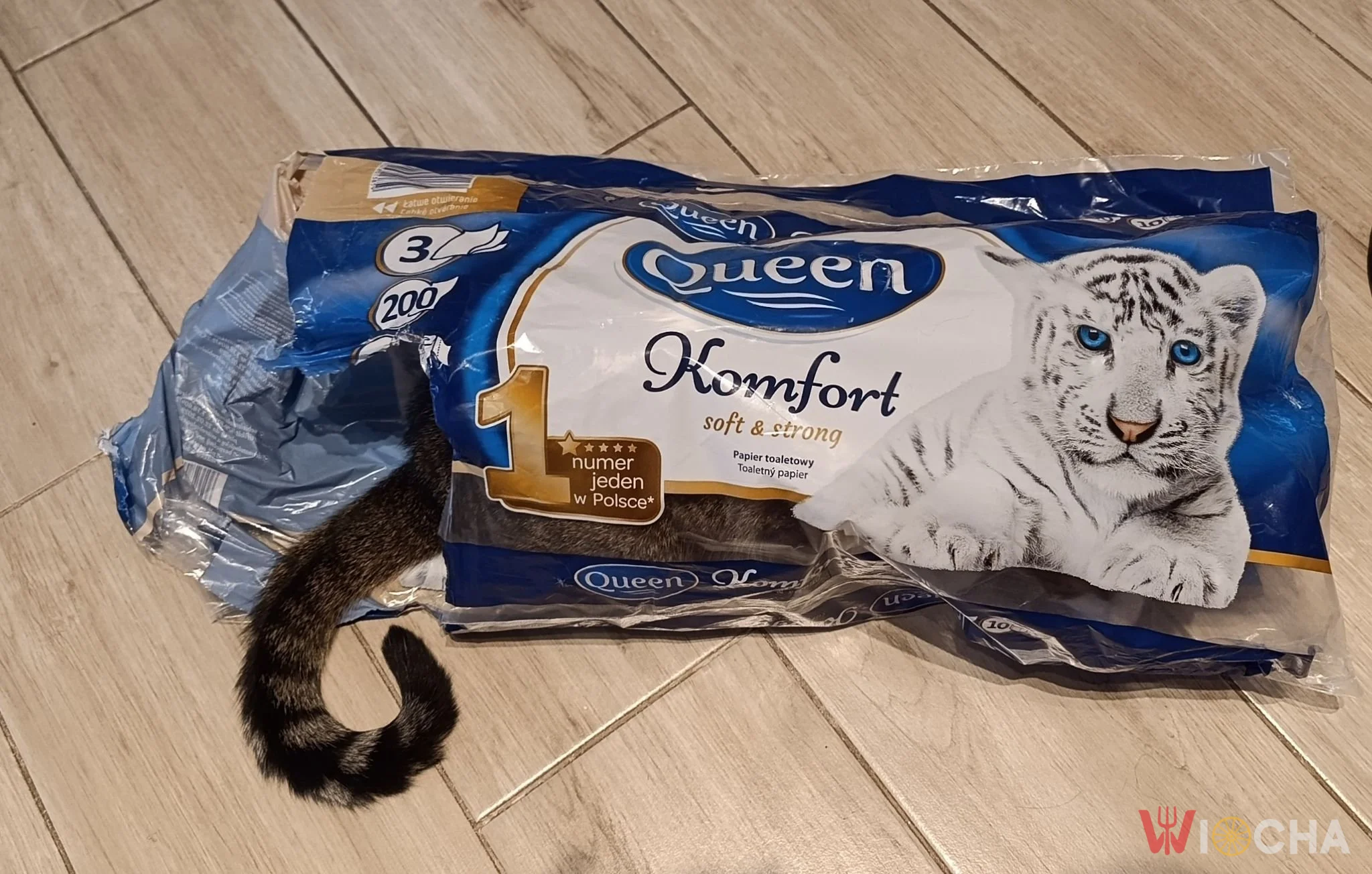 Gdzie jest kot?
