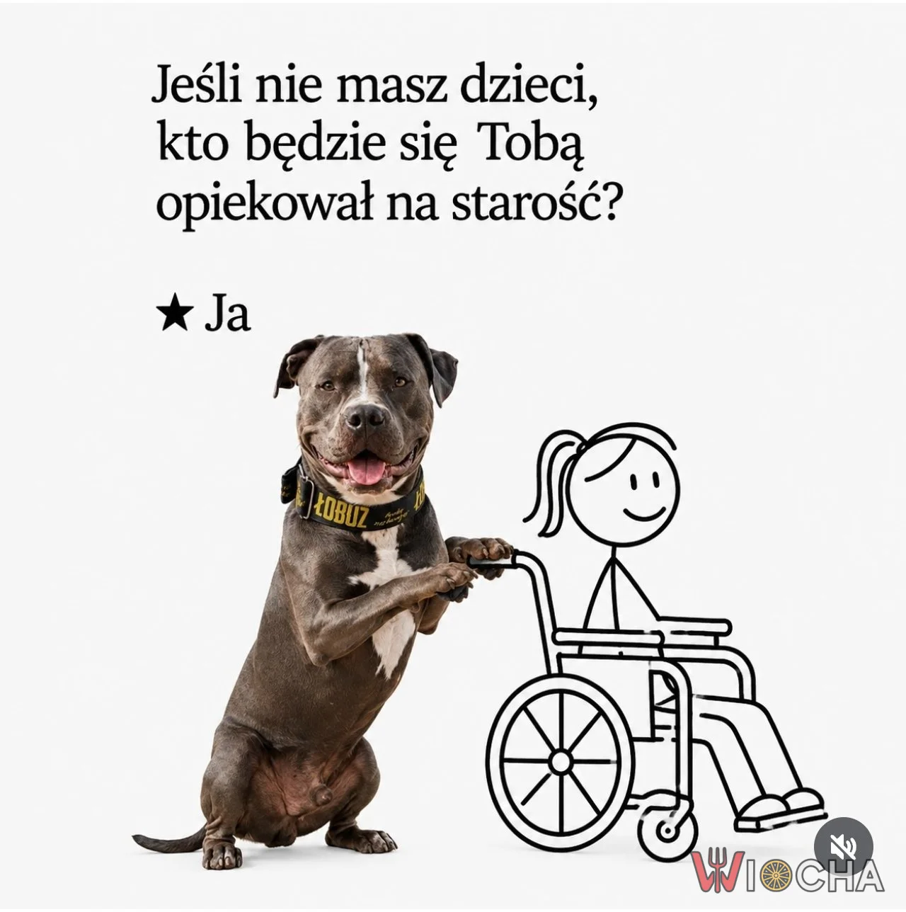 Pies się mną zajmie