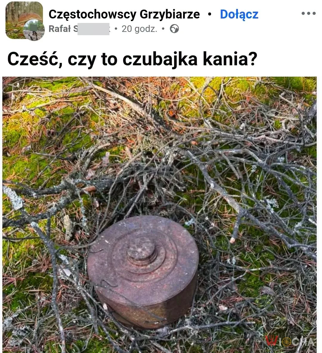 Czy to kania?