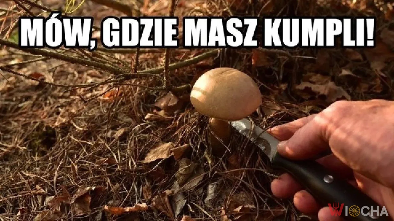 Gdzie się schowały inne grzyby?