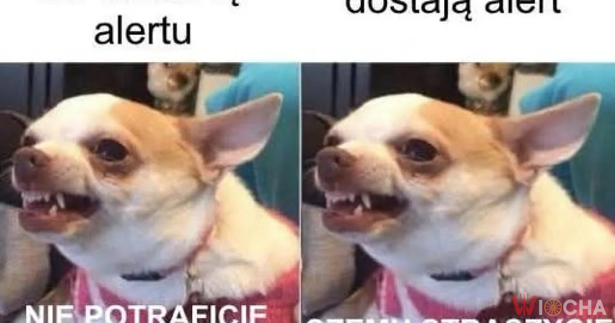 Polacy i alerty
