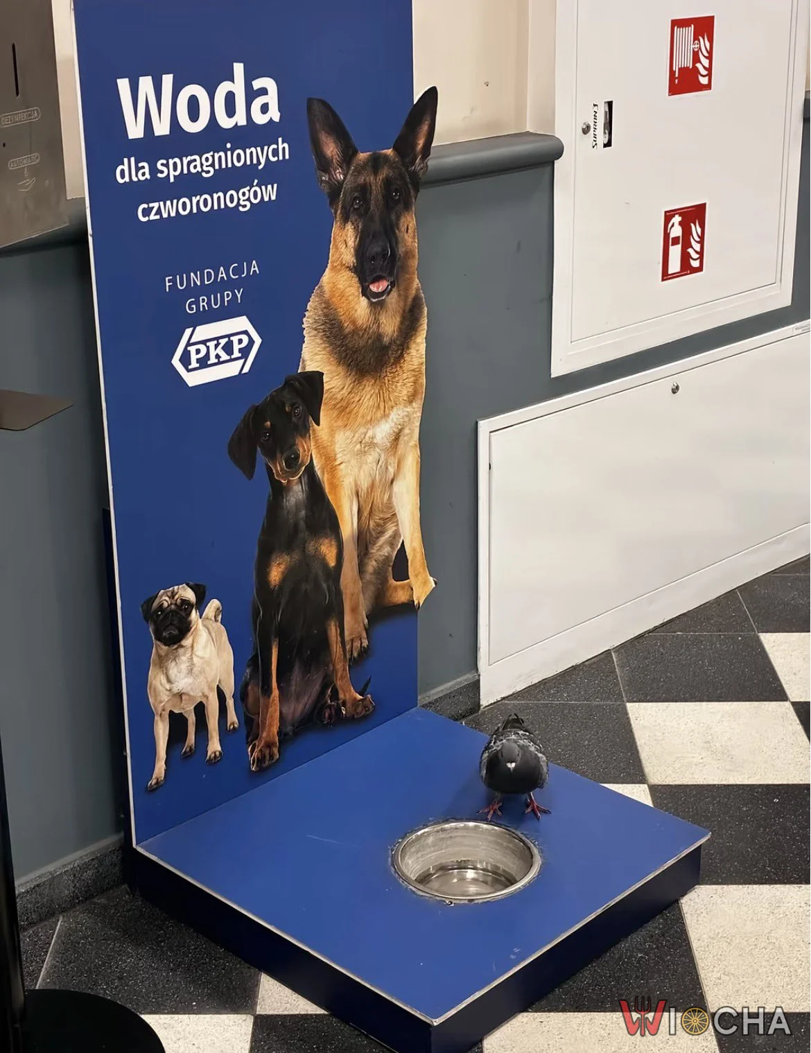 Kto powiedział, że tylko psy?