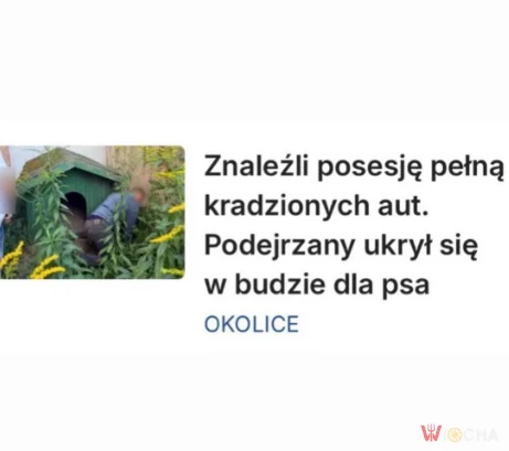 Schował się w budzie dla psa