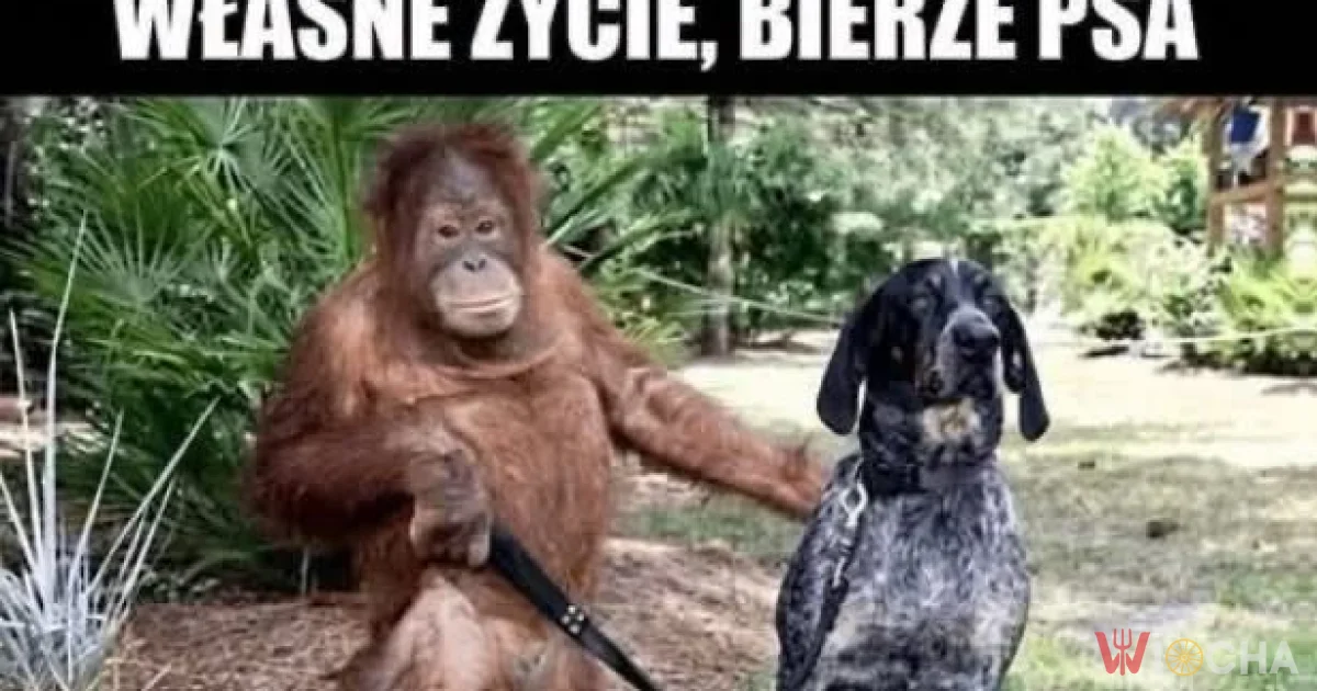 Nie ogarnia, ale ma psa