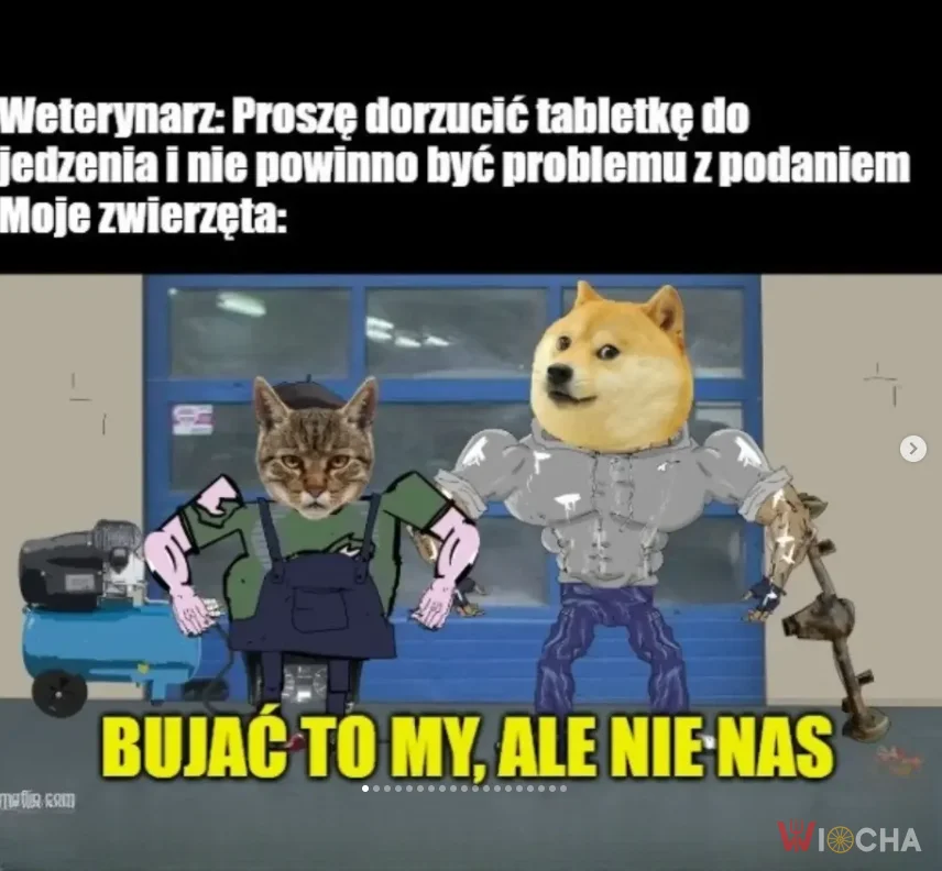 Bujać to my, ale nie nas