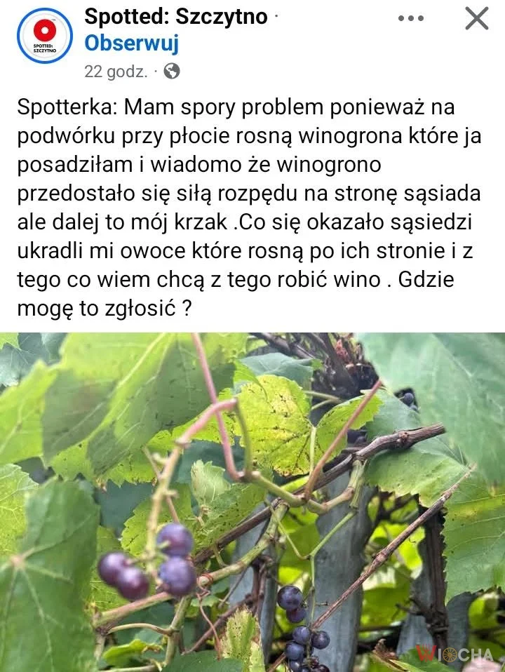 Wino czy wojna?