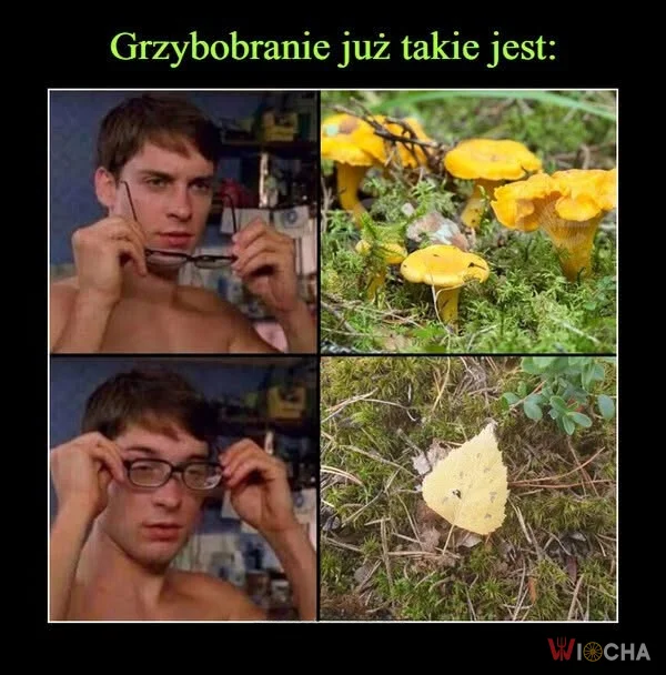 Grzybobranie to niełatwa sprawa