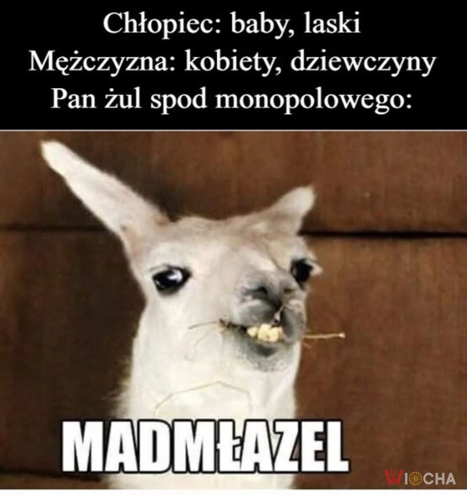 Szanowna Pani, kłaniam się
