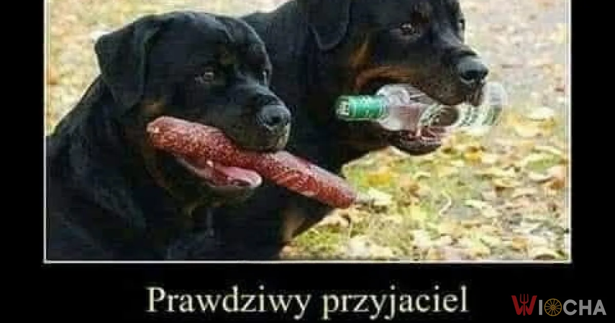 Prawdziwy przyjaciel