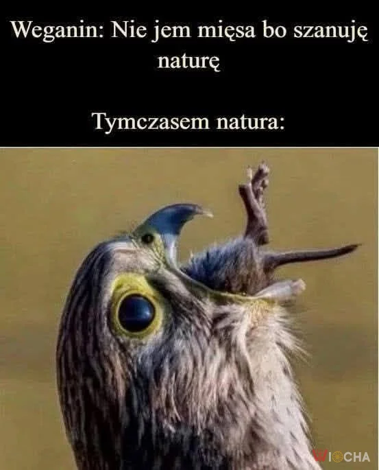 Nie jem, bo szanuję naturę