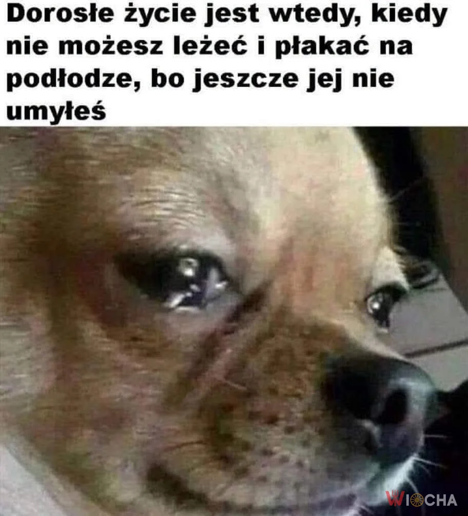 Dorosłe życie w pigułce