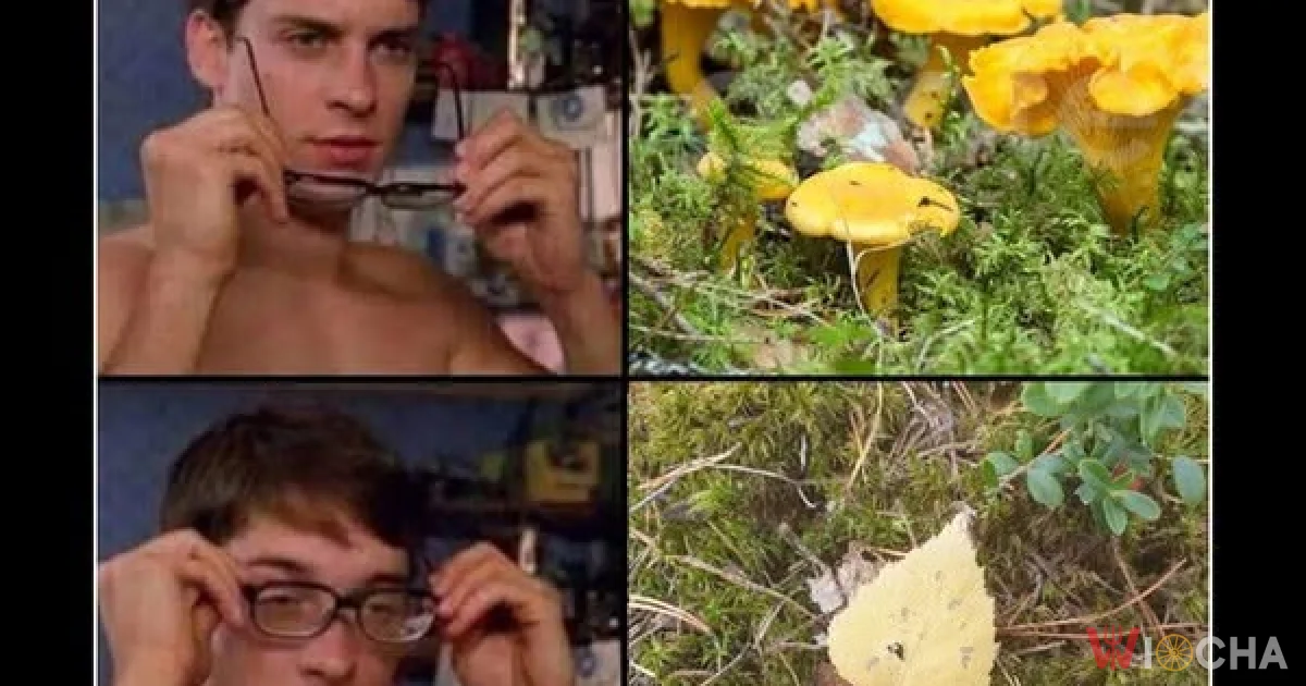 Grzybobranie to niełatwa sprawa