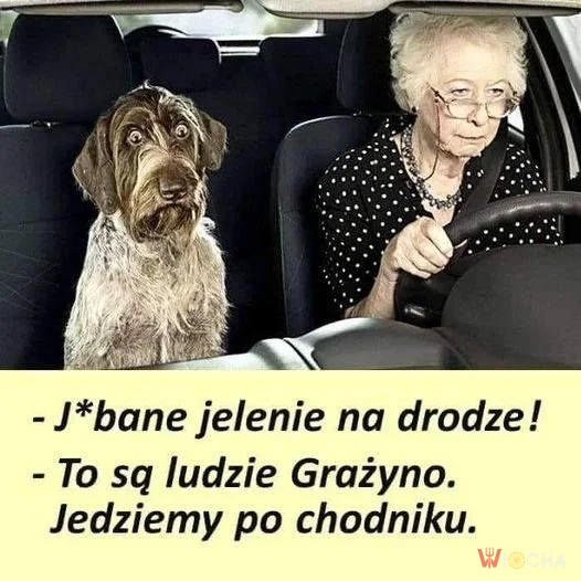 Grażyna za kółkiem