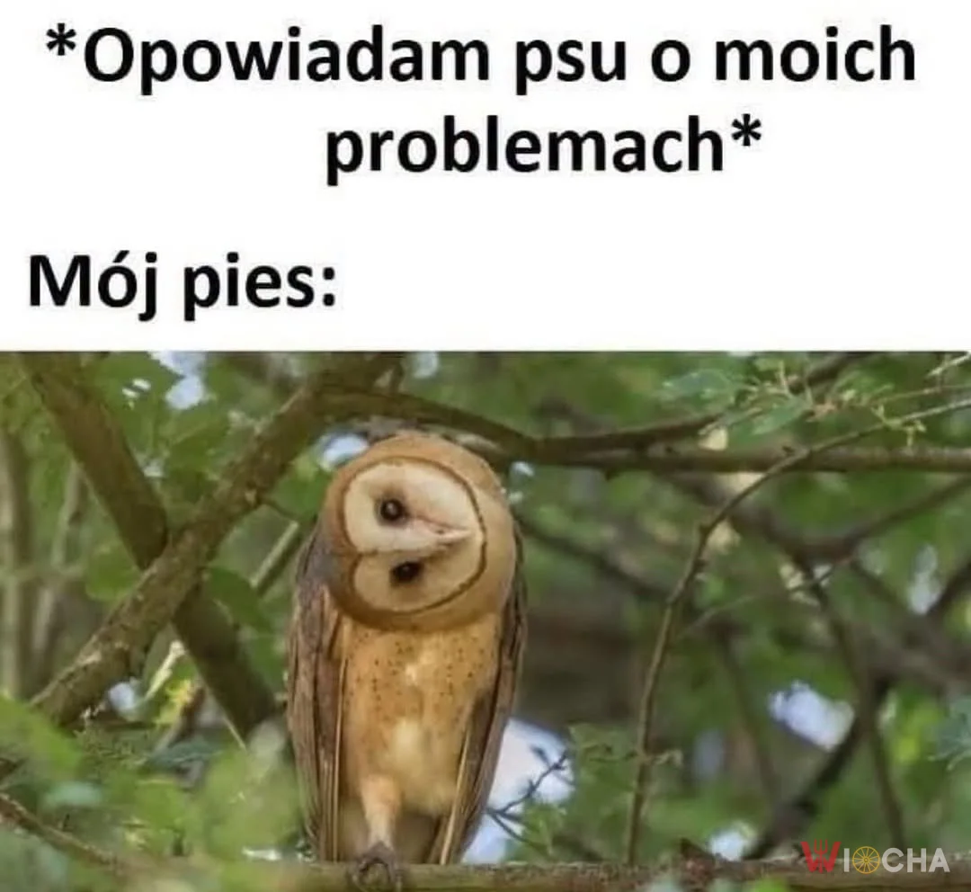 Trochę pies, trochę sowa