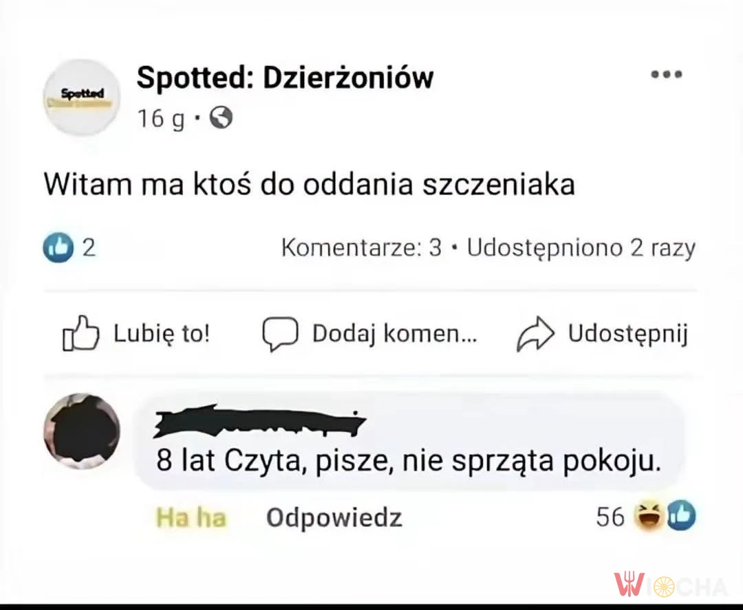 Szczeniak z doświadczeniem