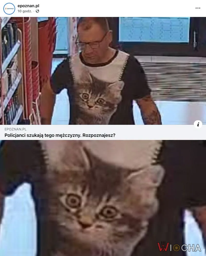 Kto zgubił kota?