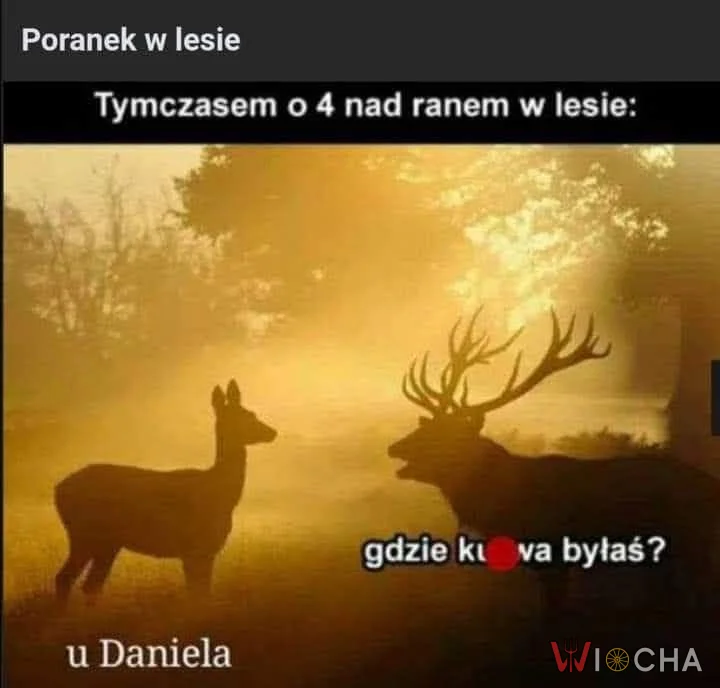 Rano w lesie