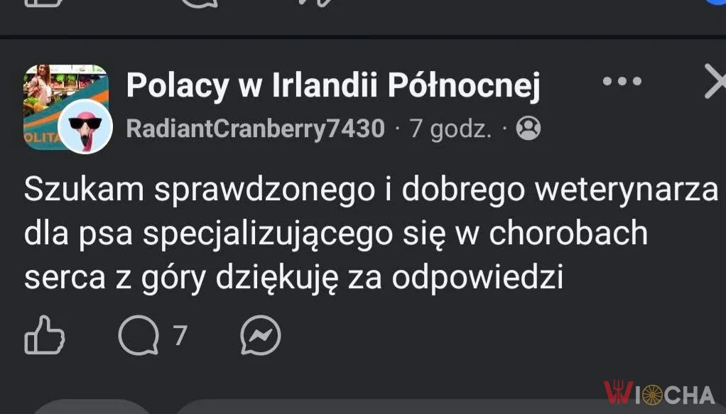 Co za mądry pies