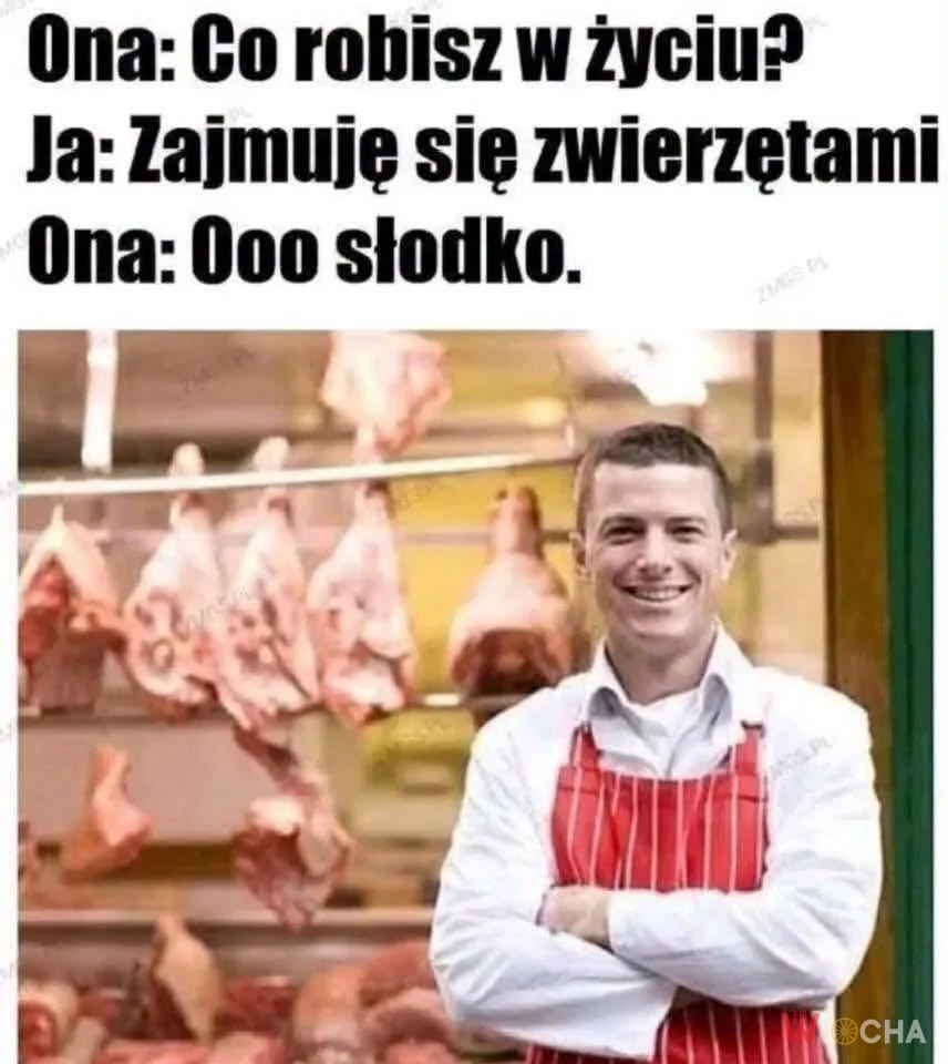 Zajmuję się zwierzętami