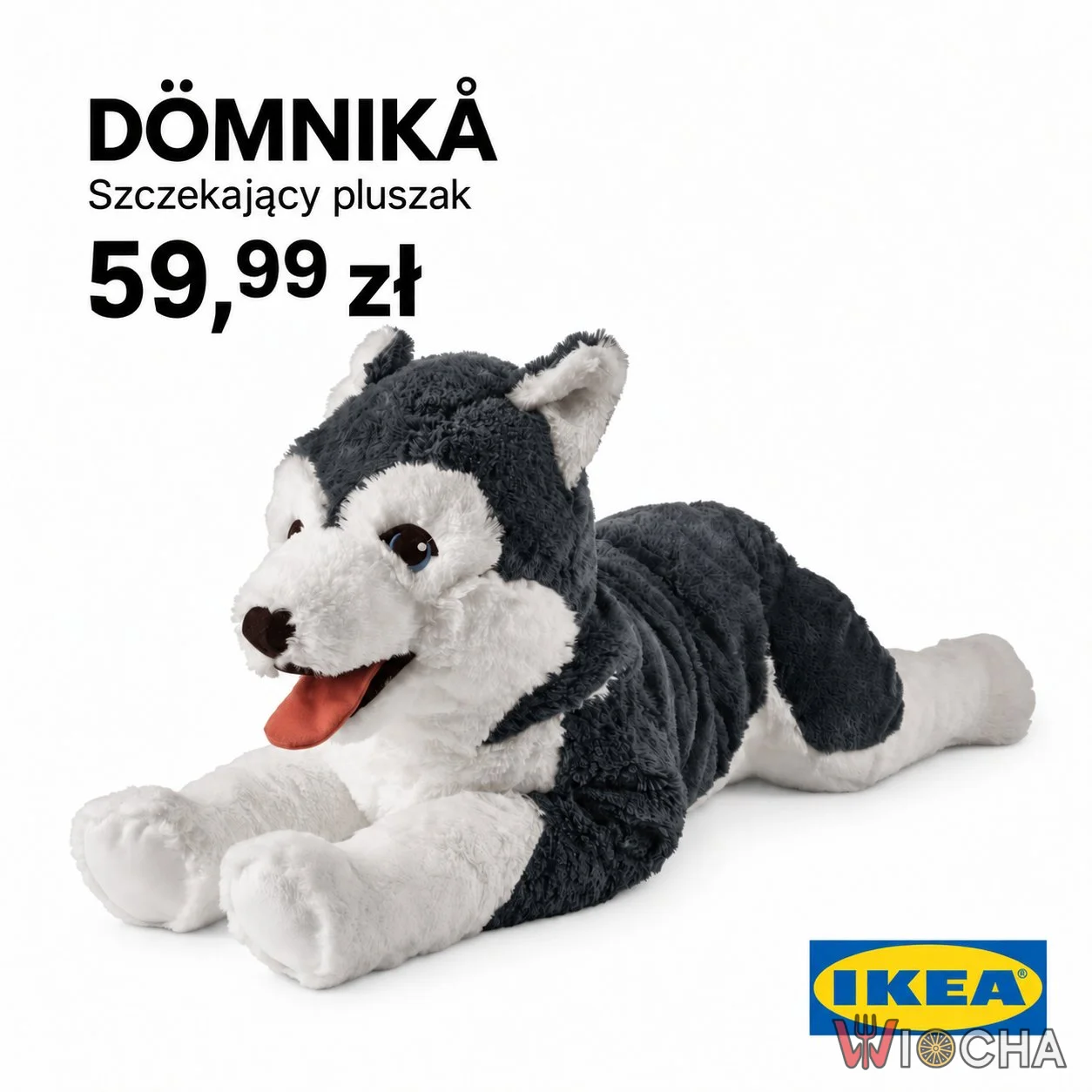 Pies Dominika