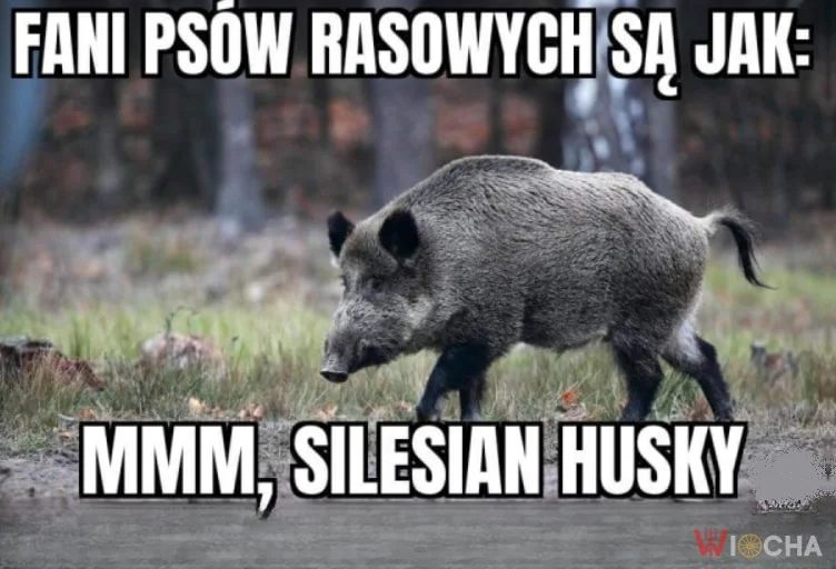 Piękna rasa