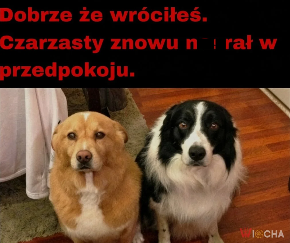 To był Czarzasty