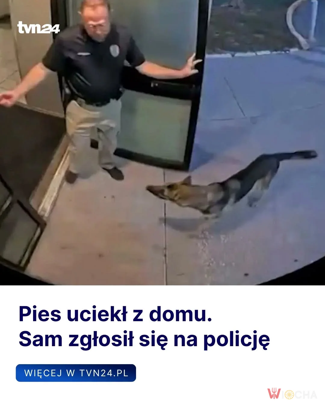 Pies na komendzie
