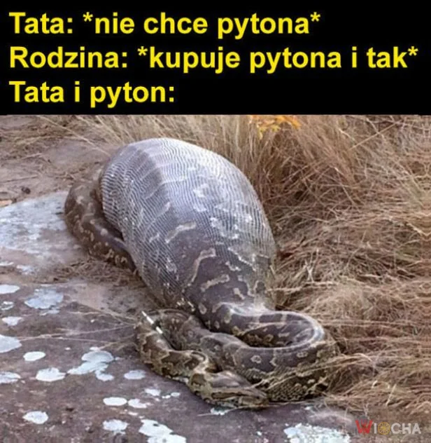 Stary i wąż po tygodniu