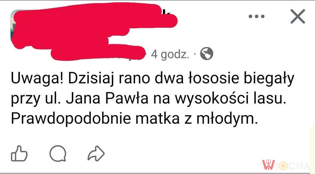 Łososie na wolności