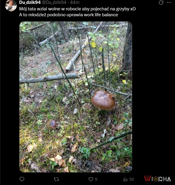 Grzybiarz roku?