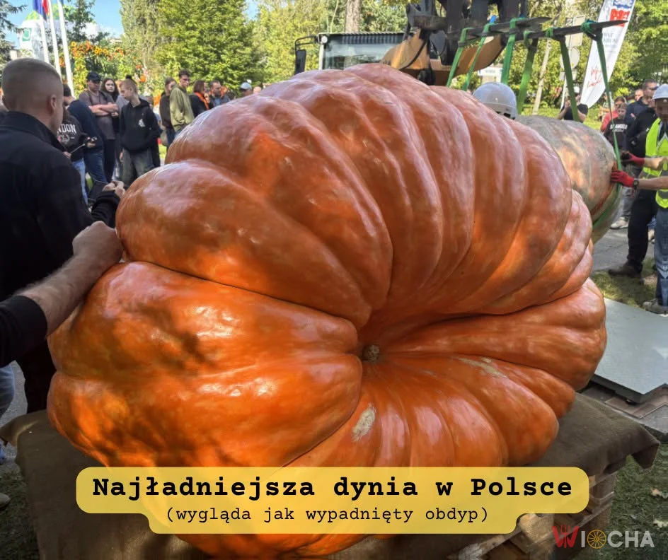 Dynia czy obdyp?