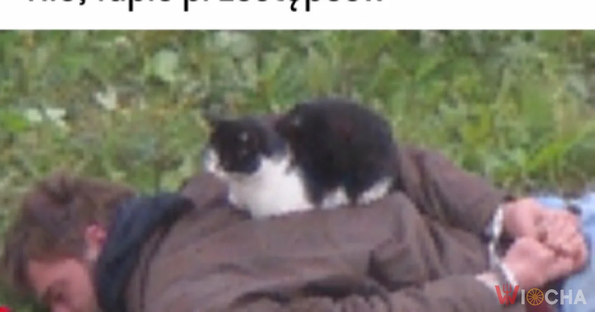 Kot detektyw