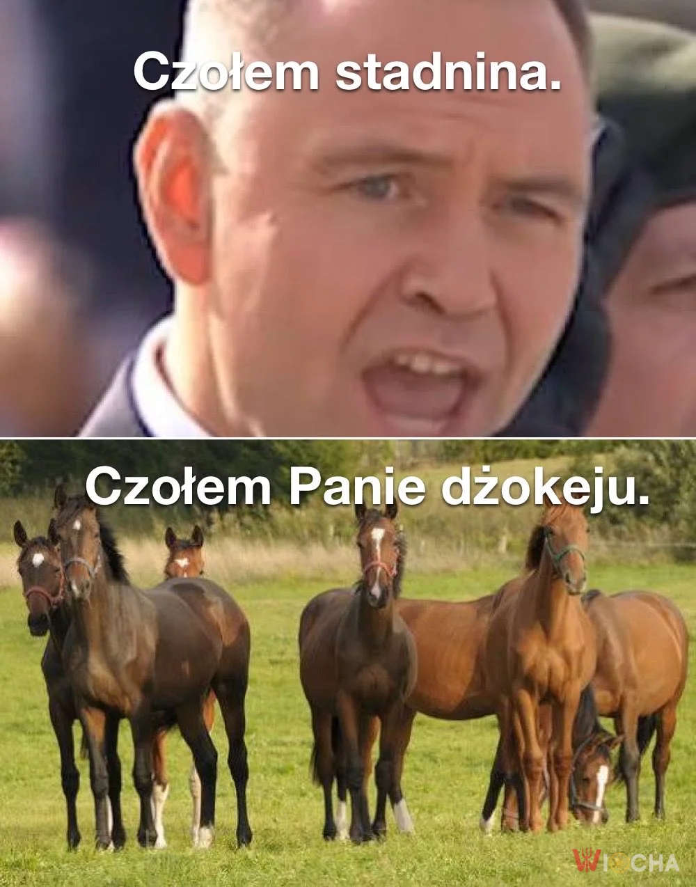 Przywitanie Nawrockiego z końmi
