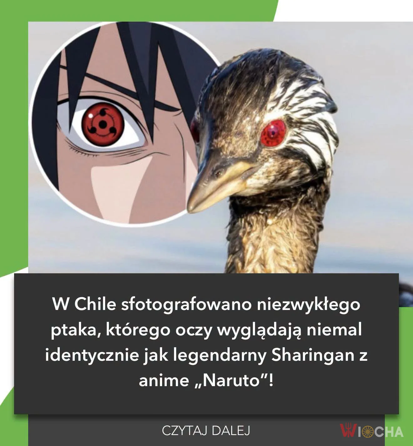 Niezwykłe znalezisko