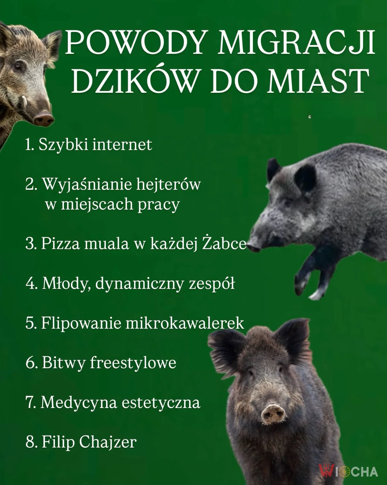 Dzikie życie w wielkim mieście