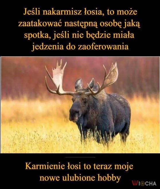 Łoś w akcji!