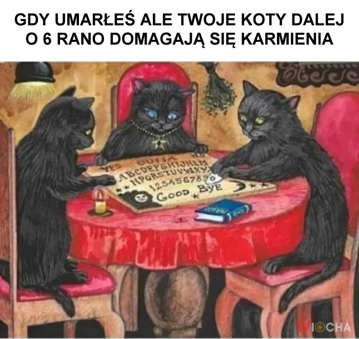 Koty nie dają spokoju nawet po śmierci