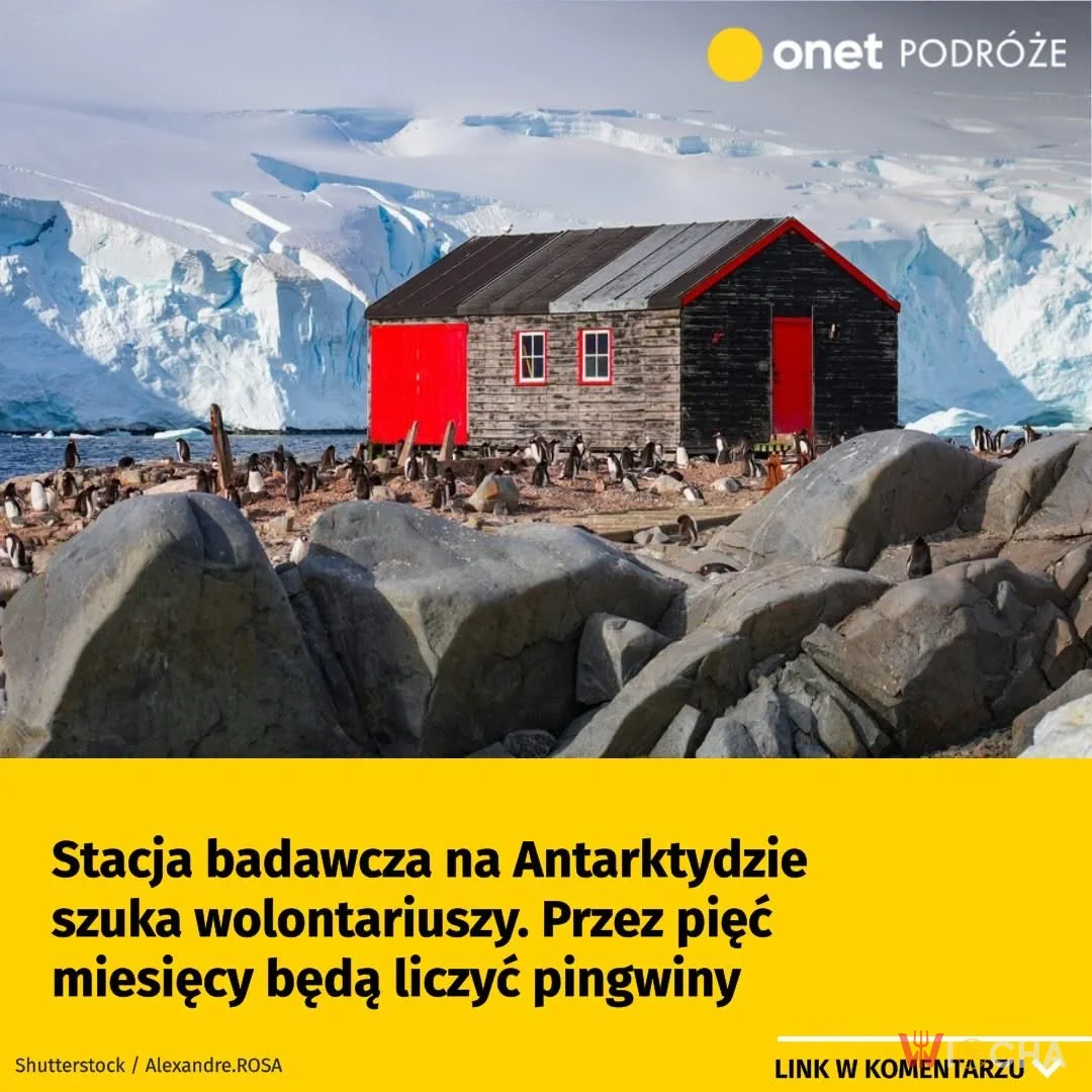 Liczenie pingwinów? Coś dla mnie!