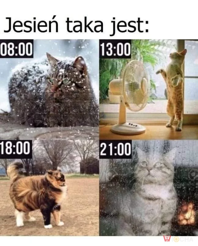 Jesień w pigułce