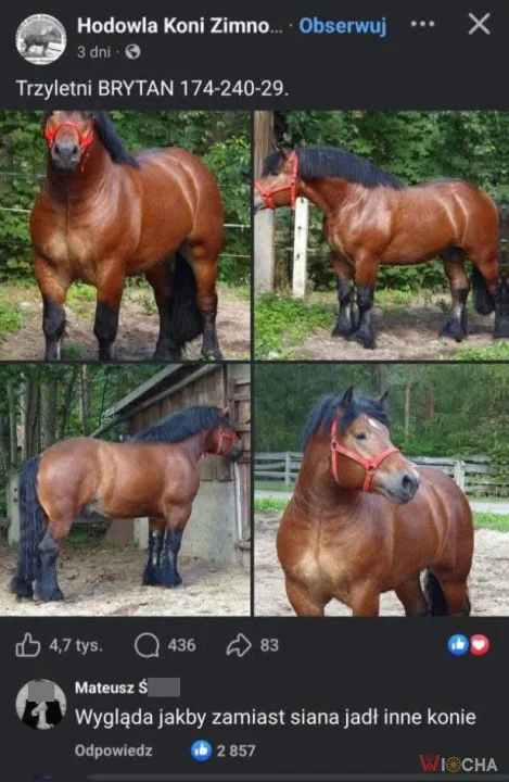 Koń je inne konie?