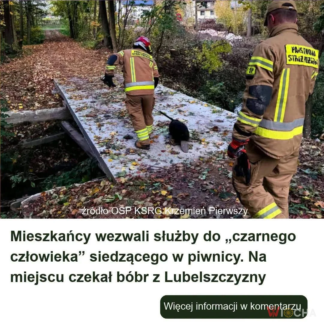 A to był tylko bóbr