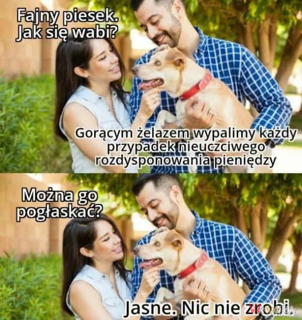 Grzeczny piesek