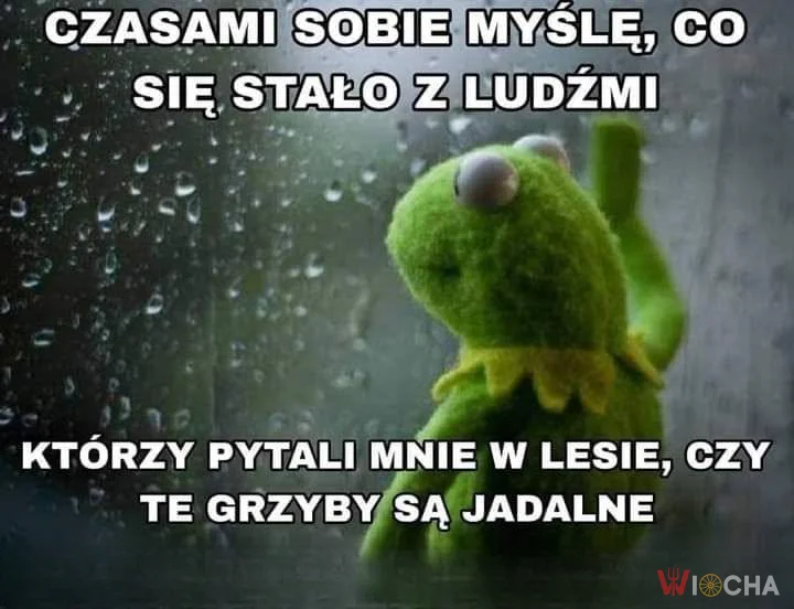 Grzybowe dylematy